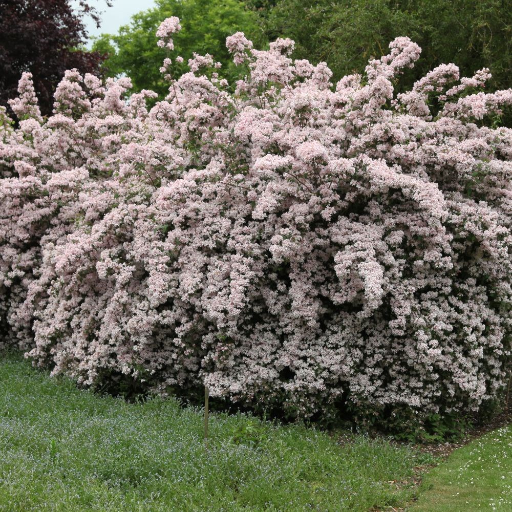 Kolkwitzia amabilis 'Pink Cloud'